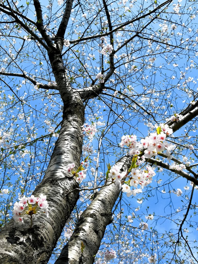 札幌賞櫻全攻略：北國都市的春日櫻花物語！
