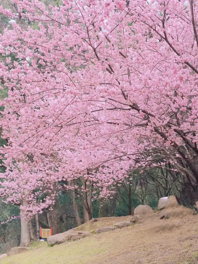 Wuhan University Cherry Blossom Castle | Spring Romance When Cherry Blossoms Bloom