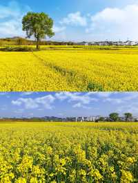 江西上饒賞油菜花‖打卡避坑攻略