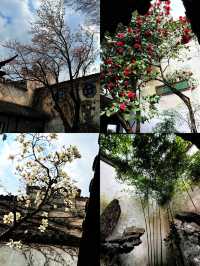 一步一景皆入畫，留園尋夢詩意行