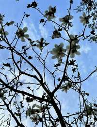 閘北公園更值得去拍春花的三大理由