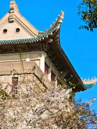 武漢賞櫻花·武漢大學，賞櫻花攻略來嘍