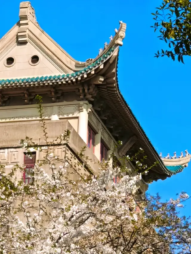 Wuhan University Cherry Blossom Viewing Guide