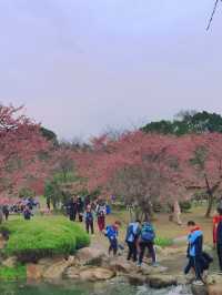 無錫蠡園春日櫻花賞花全攻略