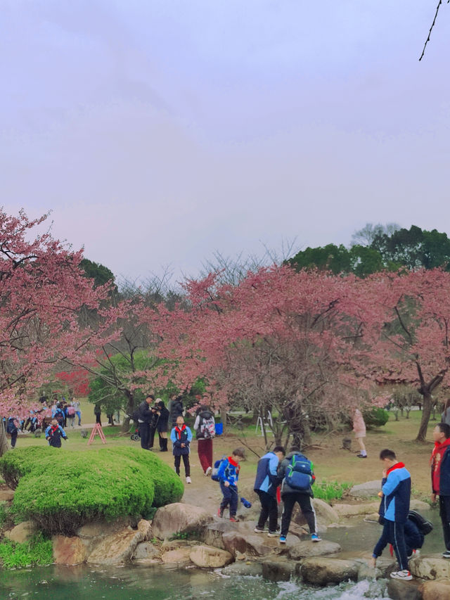 無錫蠡園春日櫻花賞花全攻略 無錫蠡園春日櫻花賞花全攻略