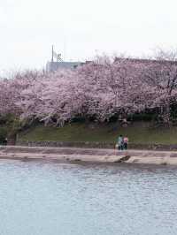 舞鶴公園的櫻花，美到心坎里啦💕
