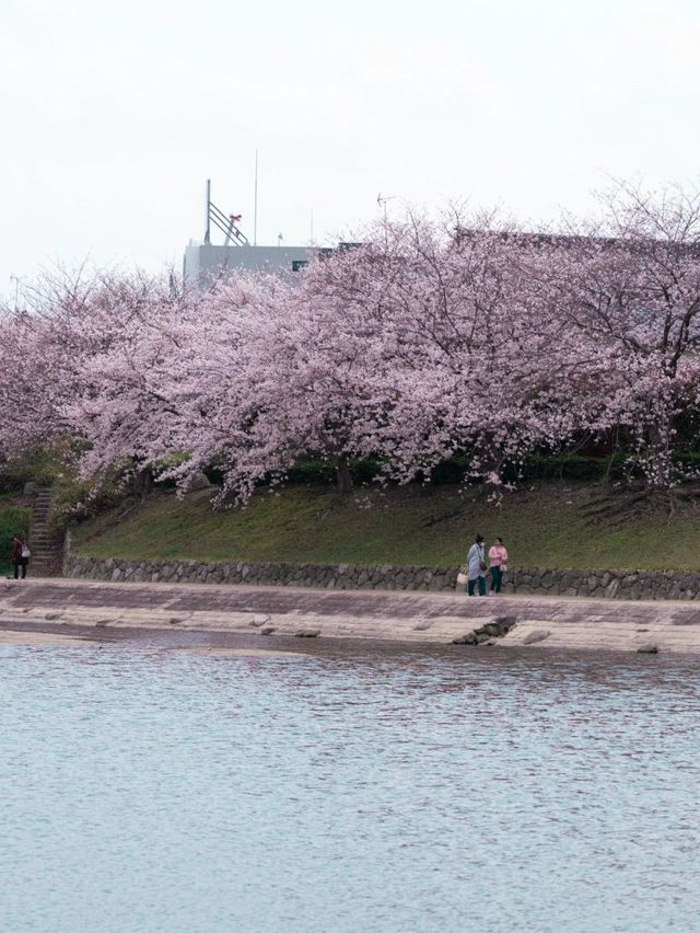 舞鶴公園的櫻花，美到心坎里啦💕