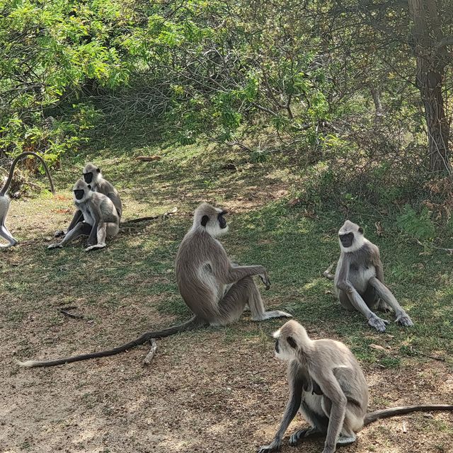 斯里蘭卡的旅行