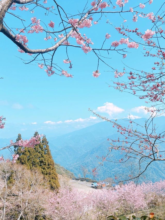 闖進粉色夢境！司馬庫斯的櫻花盛宴🌸
