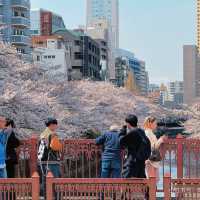 東京淺草寺賞櫻｜春天是個巨大的能量場