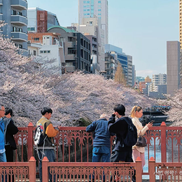 東京淺草寺賞櫻｜春天是個巨大的能量場