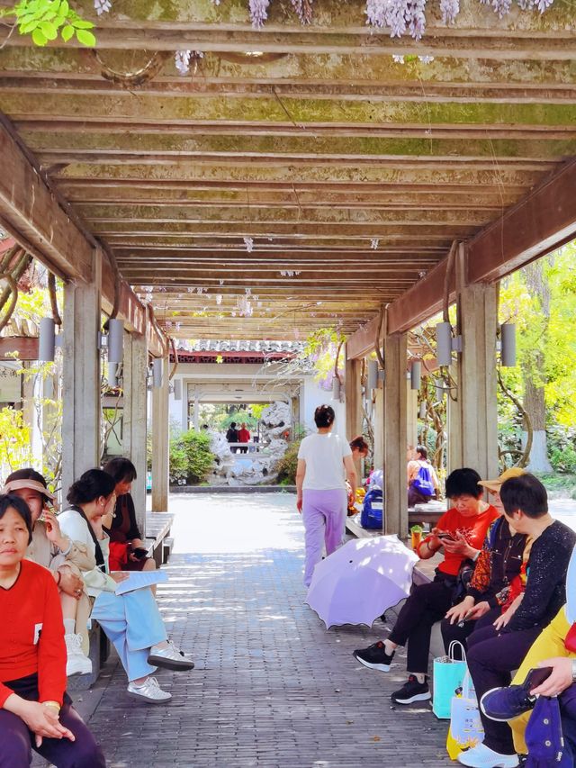 春日來信｜孤山的桃花開啦
