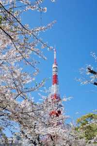 東京タワーと桜の絶景