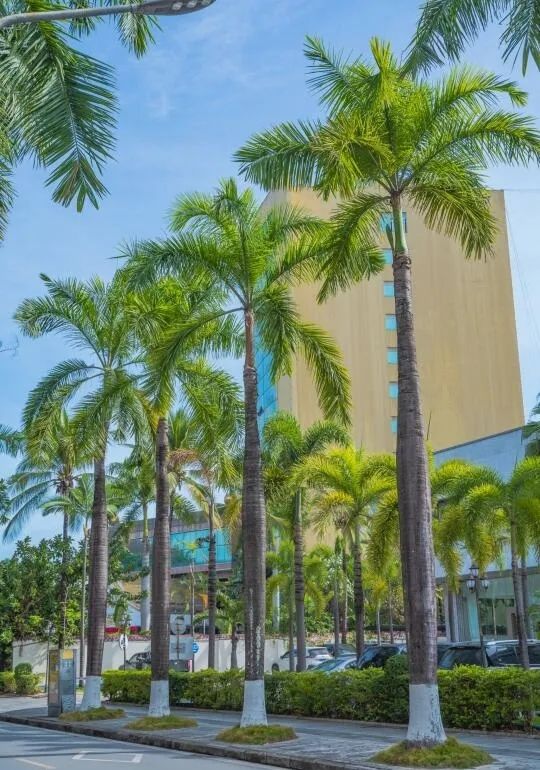 西雙版納小眾citywalk路線