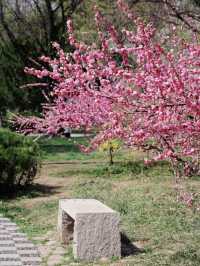 濰坊人民公園的賞櫻攻略
