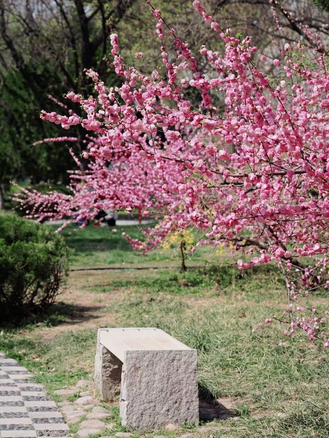 濰坊人民公園的賞櫻攻略