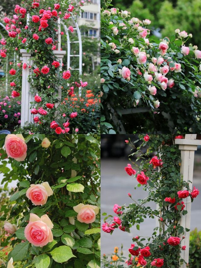上海花木月季園3天深度遊攻略