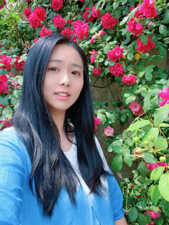 綿陽·將開區｜薔薇花牆3米高&百米長
