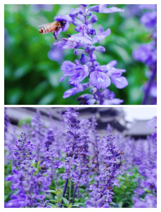 廣州竟然藏著現實版莫奈花園，美到失語！