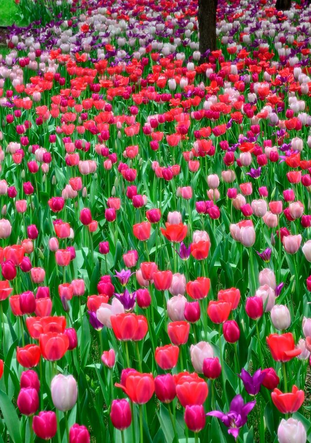 中山公園春日賞花：一場不期而遇嘅浪漫邂逅