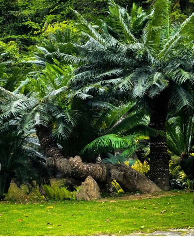 一齊去公園行下·深圳仙湖植物園！