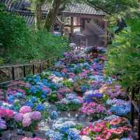 🌺鎌倉繡球花祭！明月院×長谷寺絕美賞花攻略+隱世民宿推介✨