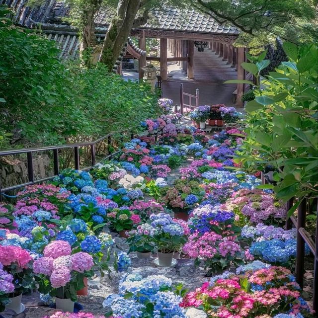 🌺鎌倉繡球花祭！明月院×長谷寺絕美賞花攻略+隱世民宿推介✨