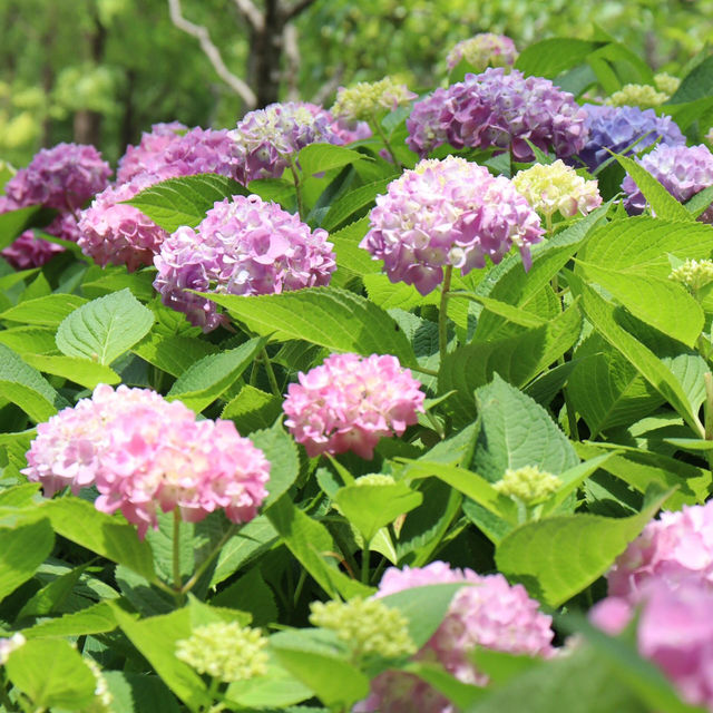 💐我能否為你寫一次詩，落款是無盡夏🌿