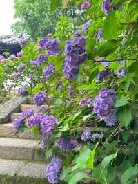 奈良長谷寺 | 繡球花的古寺雅韻