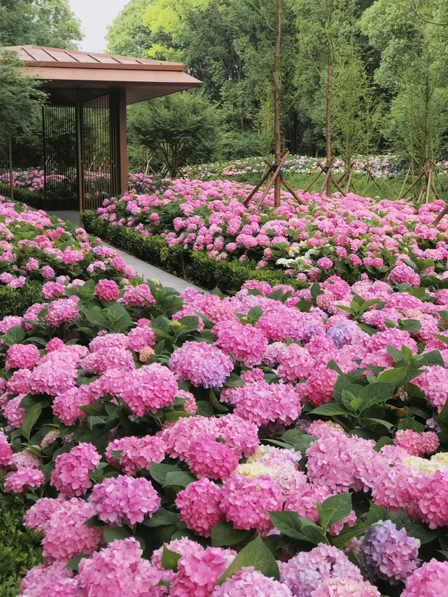 💗上海最驚艷的繡球花海！唔可以再錯過