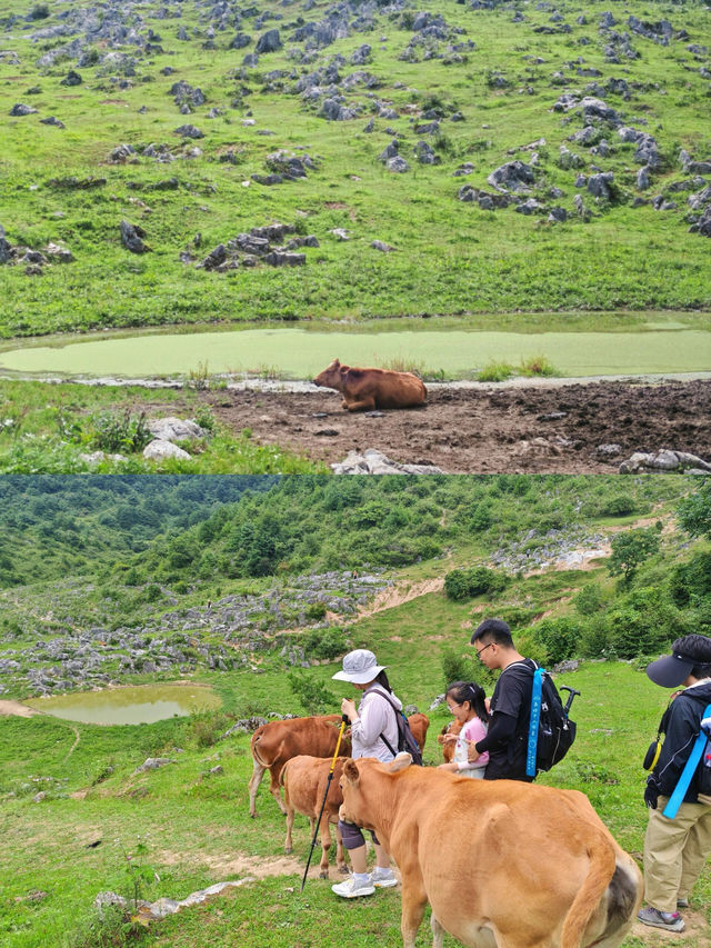 端午打卡陝西「墨石公園」北陽山草甸徒步