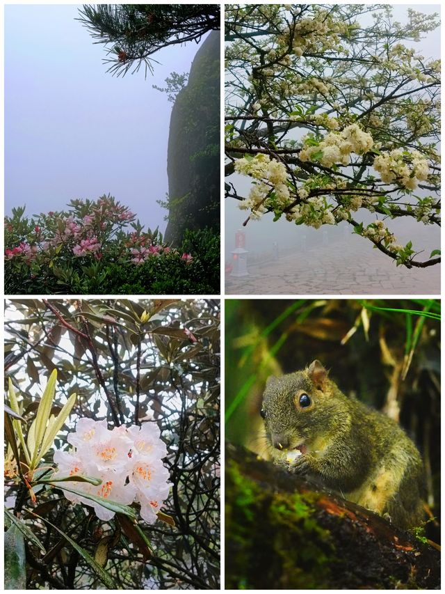 三清山雨天遊山攻略