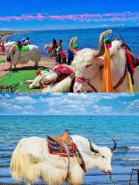 青海湖6月旅行全攻略 | 邂逅高原藍寶石與金黃花海