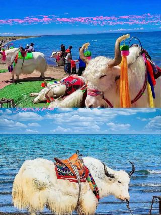 Complete Guide to Qinghai Lake Travel in June | Encounter the Plateau Sapphire and Golden Flower Sea