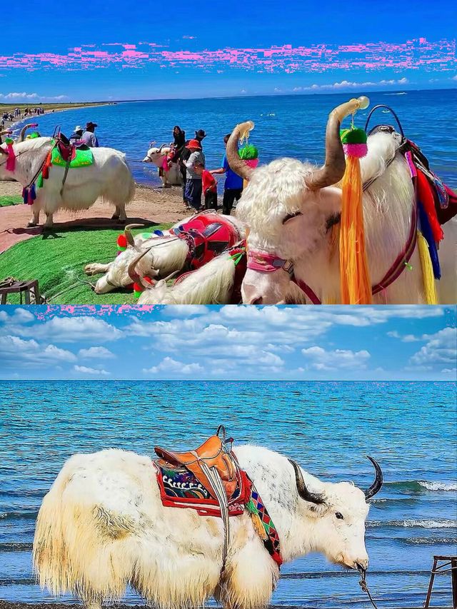 青海湖6月旅行全攻略 | 邂逅高原藍寶石與金黃花海