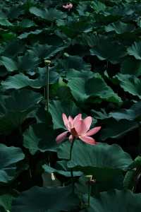 杭州周邊賞荷好去處🪷夏日頂流真係太驚艷
