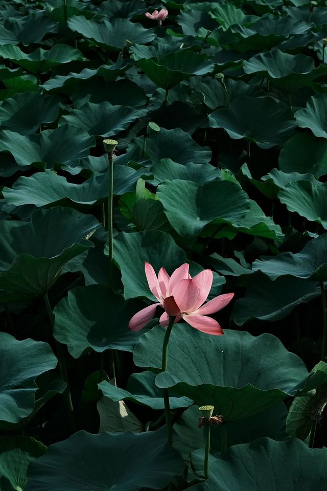 杭州周邊賞荷好去處🪷夏日頂流真係太驚艷