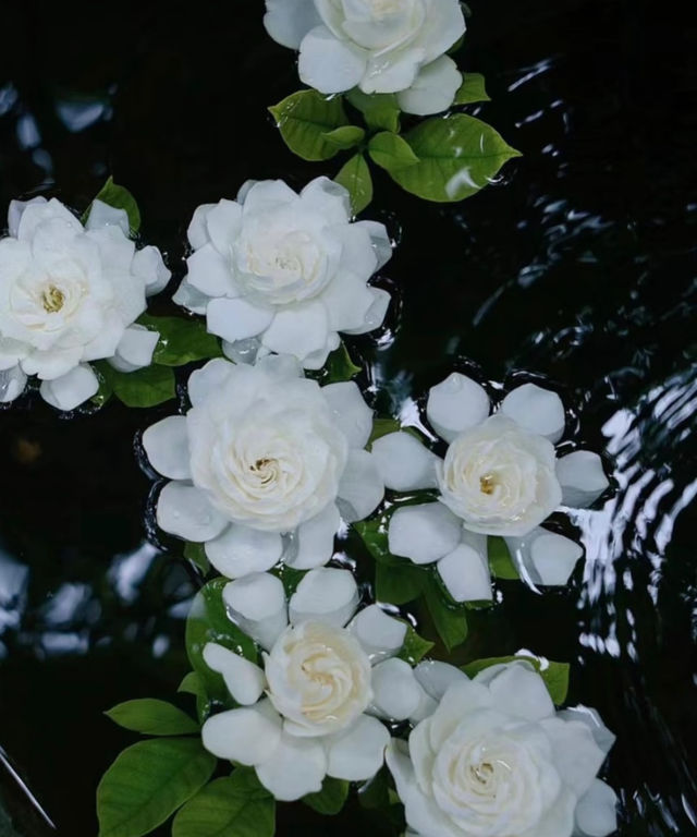 梔子花丨且聽風吟 靜待花開