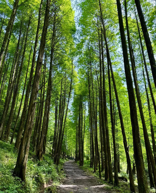成都1.5小時直達！藏喺深山嘅綠野仙蹤秘境