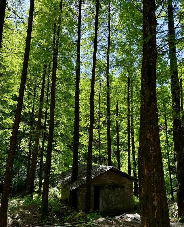 成都1.5小時直達！藏喺深山嘅綠野仙蹤秘境