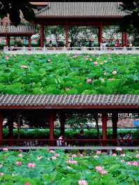 🪷 廣州夏日限定｜螺湧公園荷花拍照全攻略