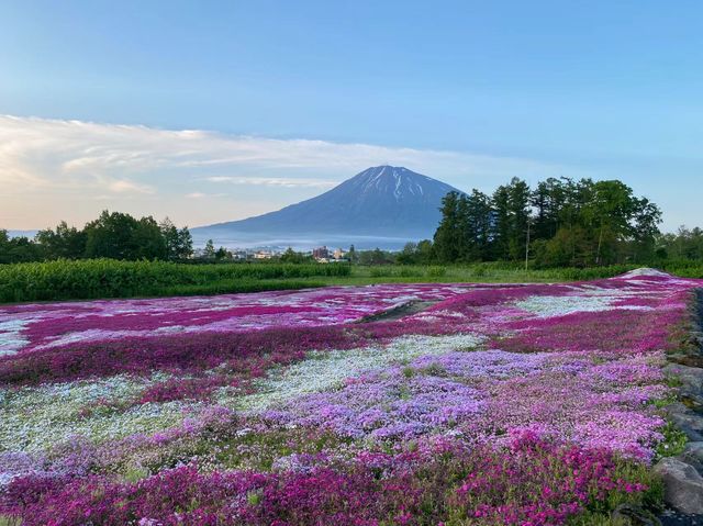 一秒墜入童話世界，去睇漫山遍野嘅粉色地毯