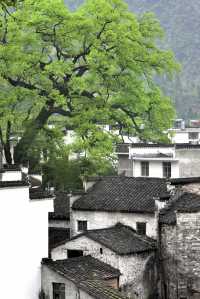 唔使去到巴厘島，車程2小時就可以住進避暑森林樹屋