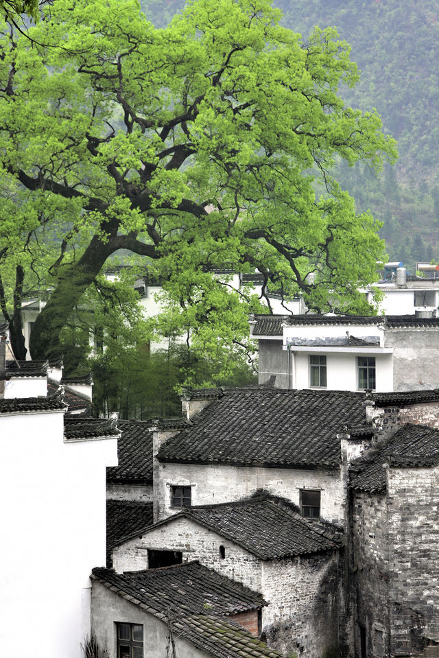 唔使去到巴厘島，車程2小時就可以住進避暑森林樹屋