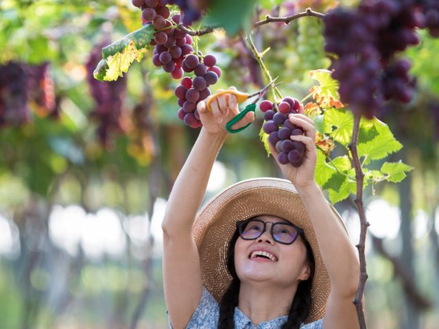 The grapes here are exceptionally good.