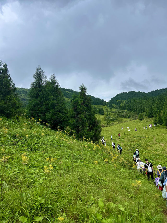 雨天徒步茶坪｜邂逅宮崎駿同款小黃花秘境