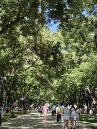 天壇西天門的林蔭道，好美