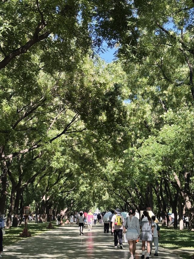 天壇西天門的林蔭道，好美