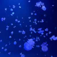 【カナダ バンクーバー】カナダ国内最大級の水族館🦭