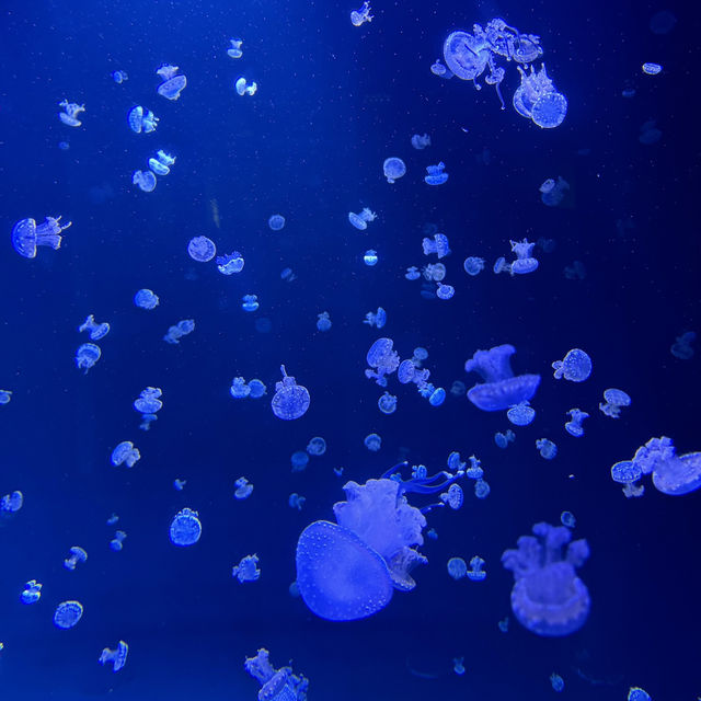 【カナダ バンクーバー】カナダ国内最大級の水族館🦭